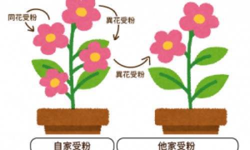 脸上和耳朵后面出疹子是因为什么呀-【脸上长水泡耳朵后面有疙瘩怎么回事啊】脸上长水泡耳朵后面有疙瘩怎么回事啊 - 脸上和耳朵上长小水泡网